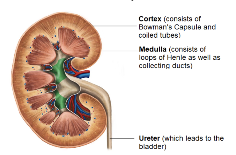 Cross Section of the Kidney